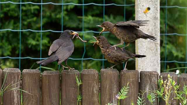 Atbuz.com birds mealworms