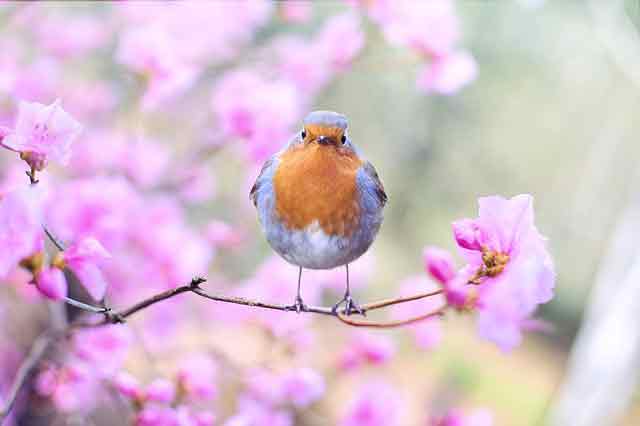 Atbuz spring birds