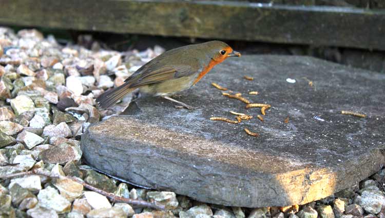Dried mealworms for wild birds