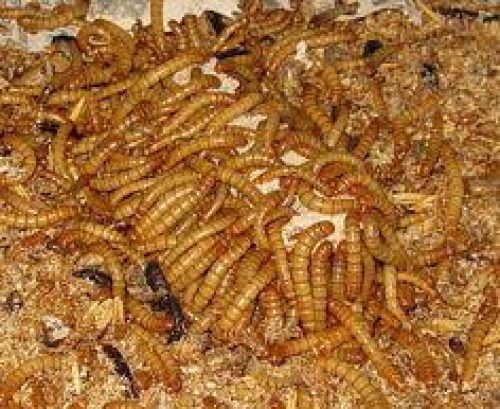 Mealworm Pupa Care - #1 guide | Atbuz