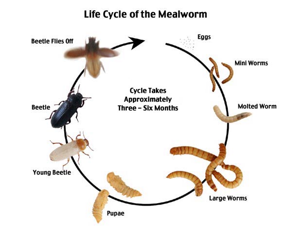 How to raise mealworms