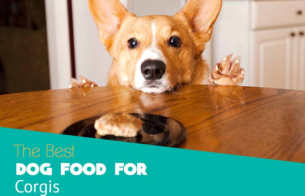 Good food 2024 for corgis