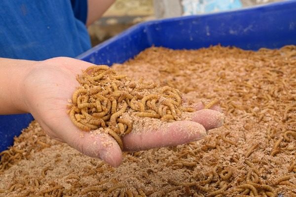 Come prendersi cura dei vermi della farina