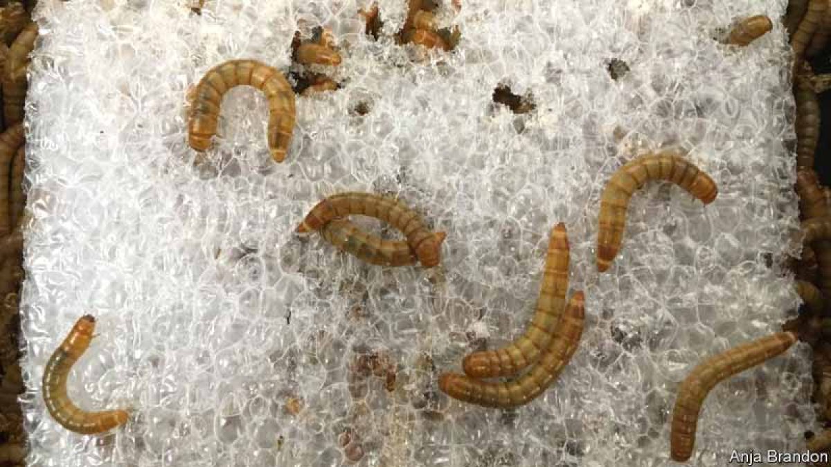 How to Breed Superworms Raising & Breeding Superworms
