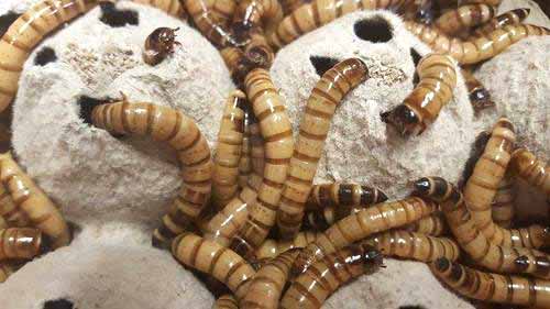 How to raise and breed superworms