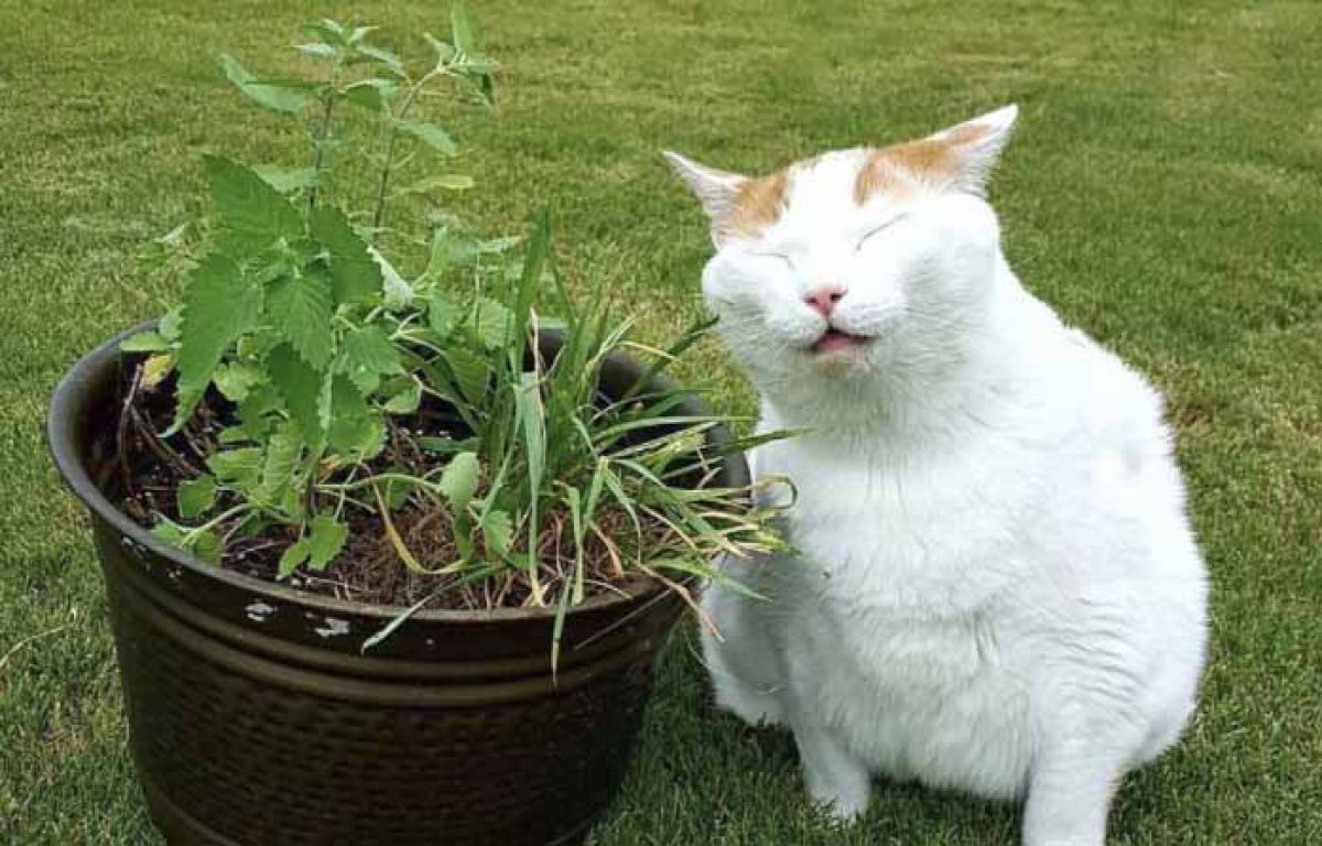 What Does Catnip Do to Cats Best Expert Guide Atbuz