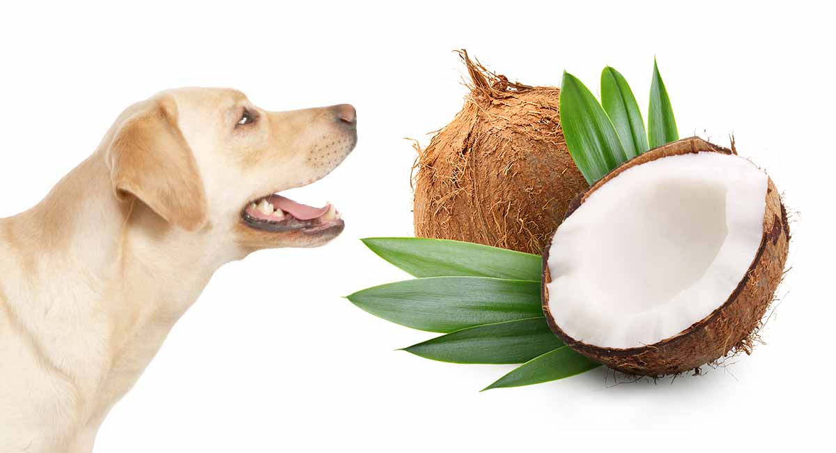 Is Coconut Oil Good For Dogs?