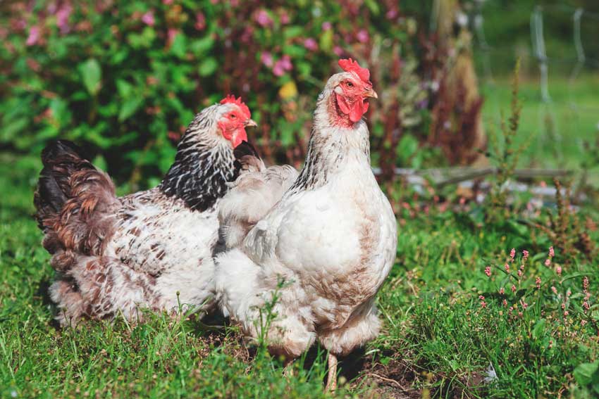 Feed Laying Hens