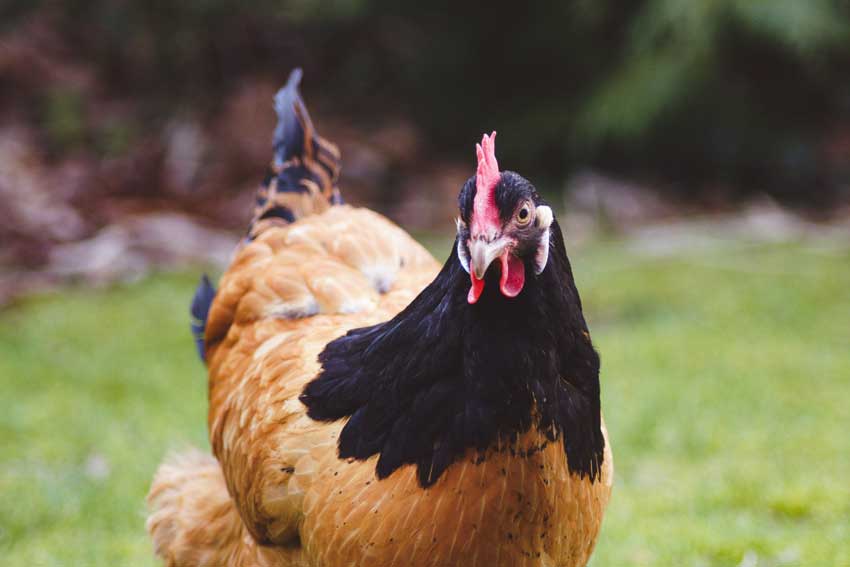 What to feed chickens in winter Atbuz