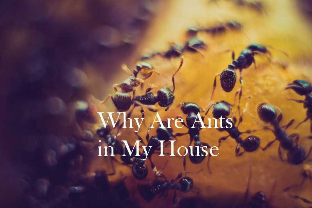 Why Are Ants in My House | What Causes Ants in The House | Atbuz