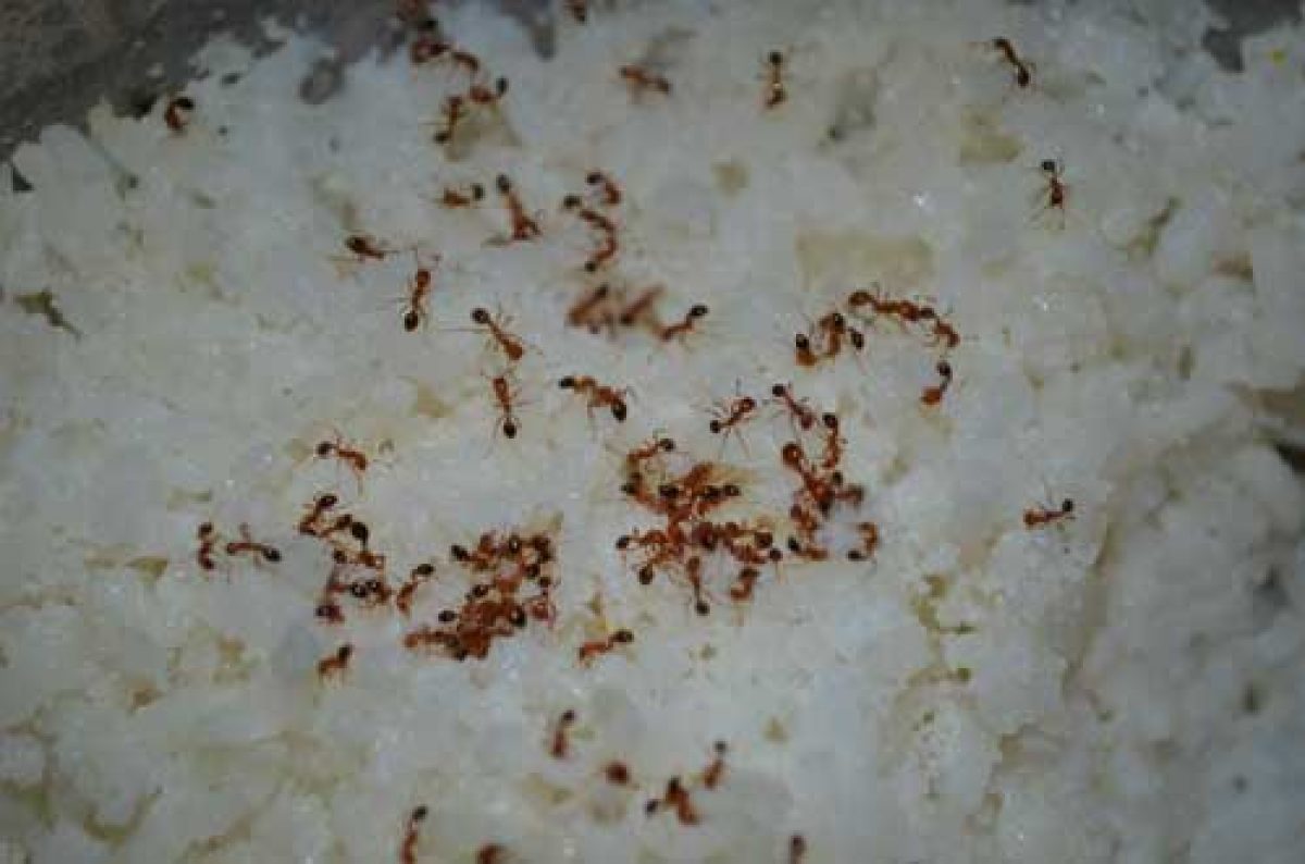 tiny red ants wisconsin around kitchen sink