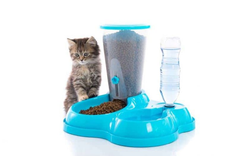 best automatic cat feeder with collar sensor