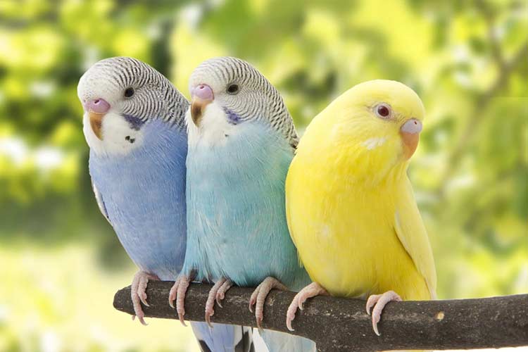 Parakeet Life Span