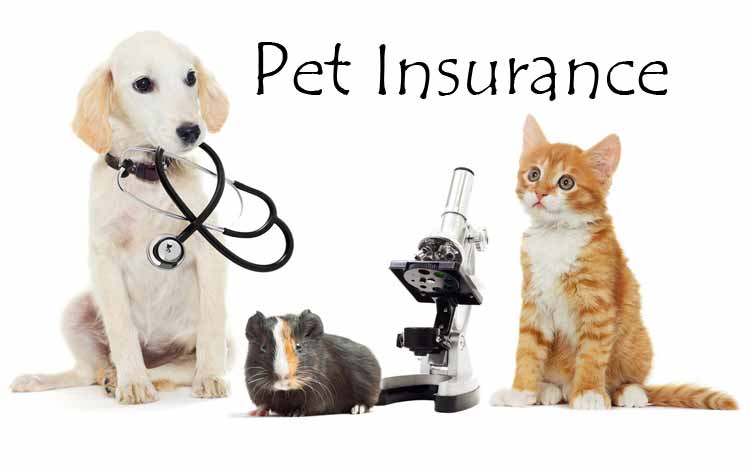 Pet Insurance for Dog and Cat