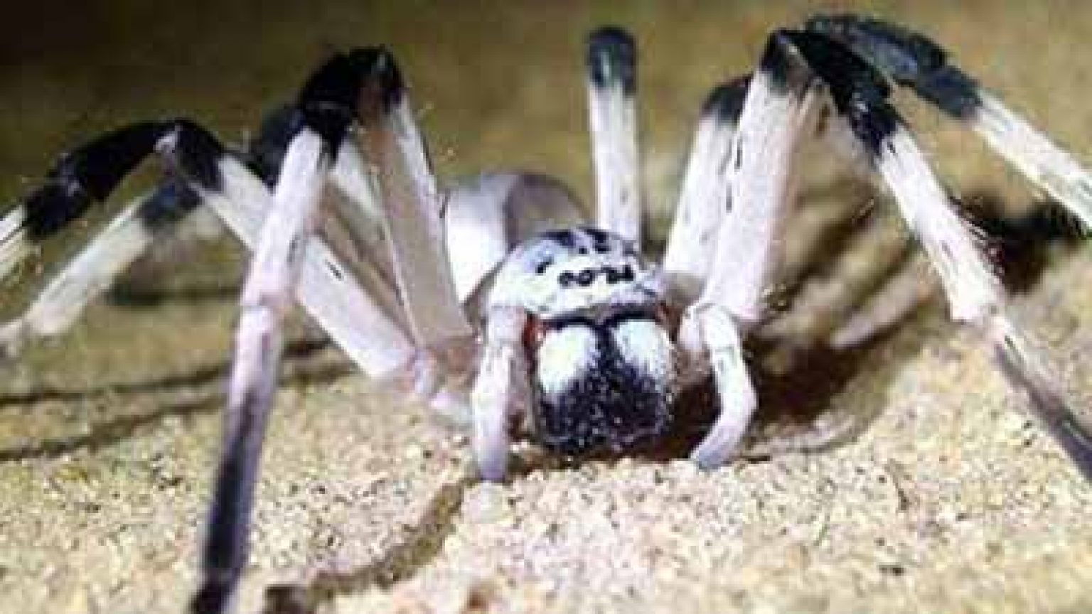 10 Biggest Spider In The World 1 Guide Atbuz