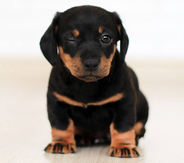 Petlab Co Dental Formula Reviews 1 Guide Atbuz