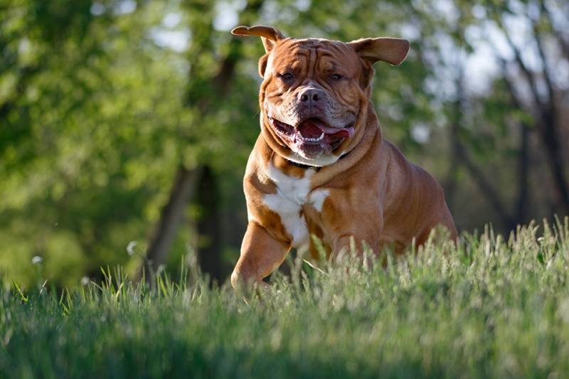 Pitbull to Gain Muscles