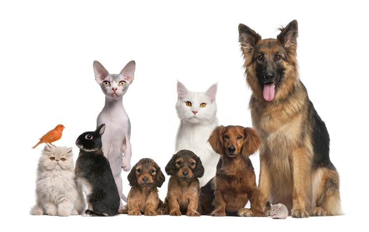 5 Ways To Care For The Health And Well-Being Of Your Pet: Best Care  Atbuz