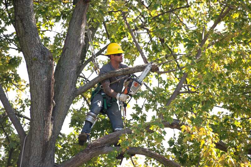 5 Effective Tree Pruning Strategies