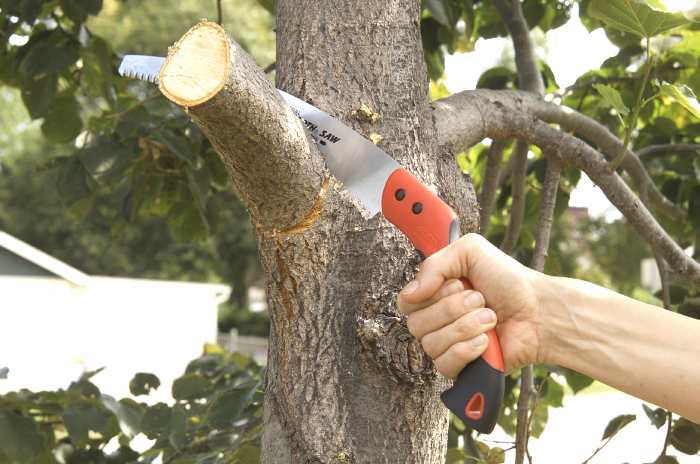 Cut pruning tree branch