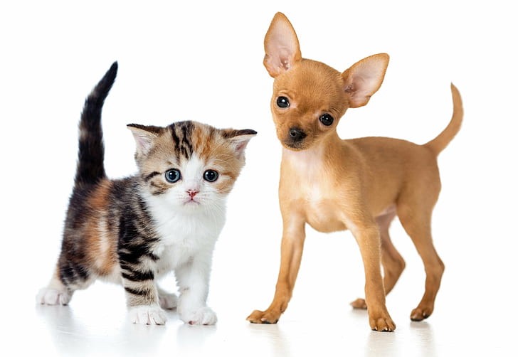 Chihuahua and Cats