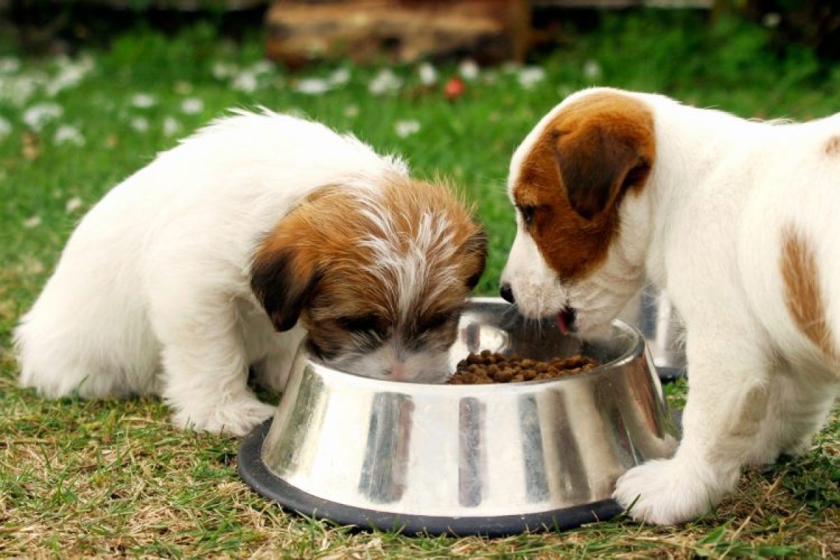 what-dogs-can-eat-which-foods-are-safe-for-dogs-atbuz