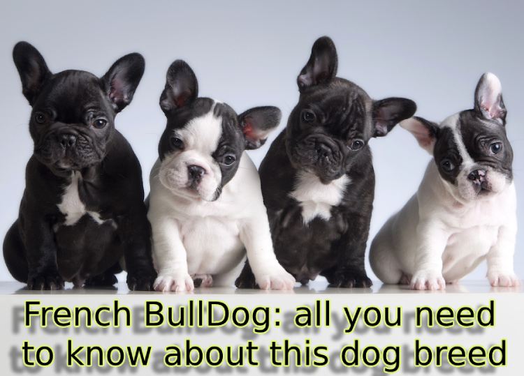 French BullDog all you need to know about this dog breed