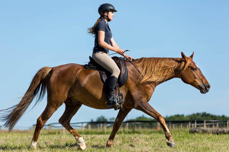 Things to Look Out For When Starting Horse Riding