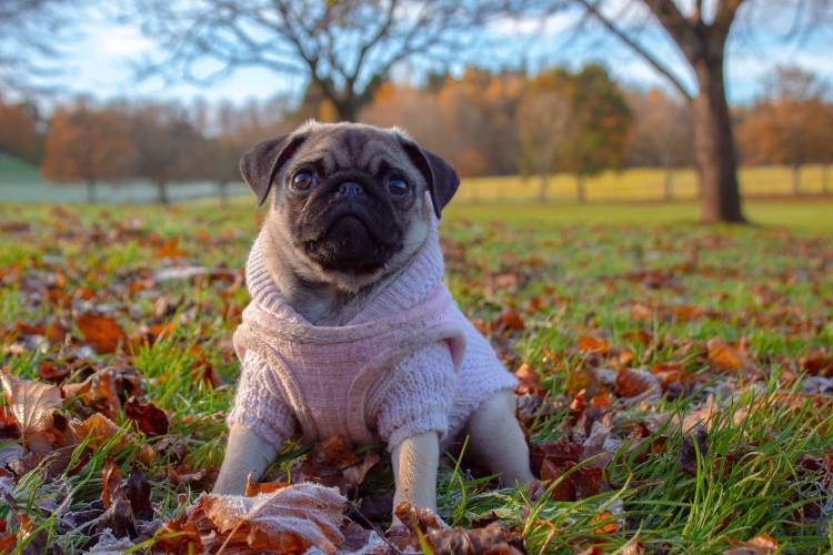 Do Dogs Need Coats in the Winter