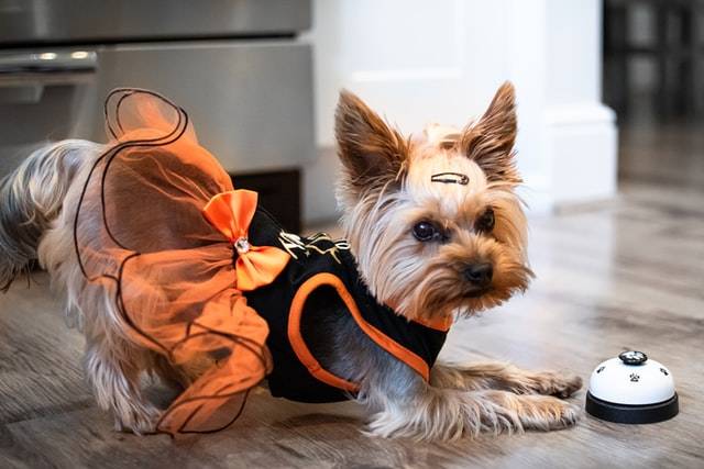 Dress up Your Dog