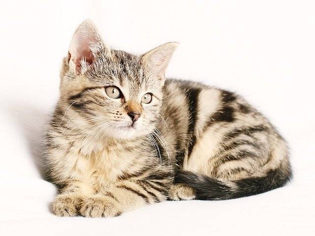 8 Of The Best Cat Breeds For New Owners