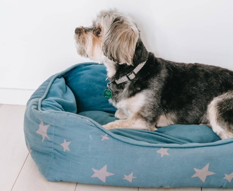 Dog Beds Everything Pet Parents Need To Know