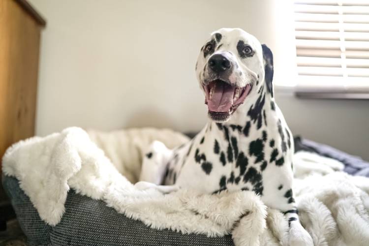 Dog beds