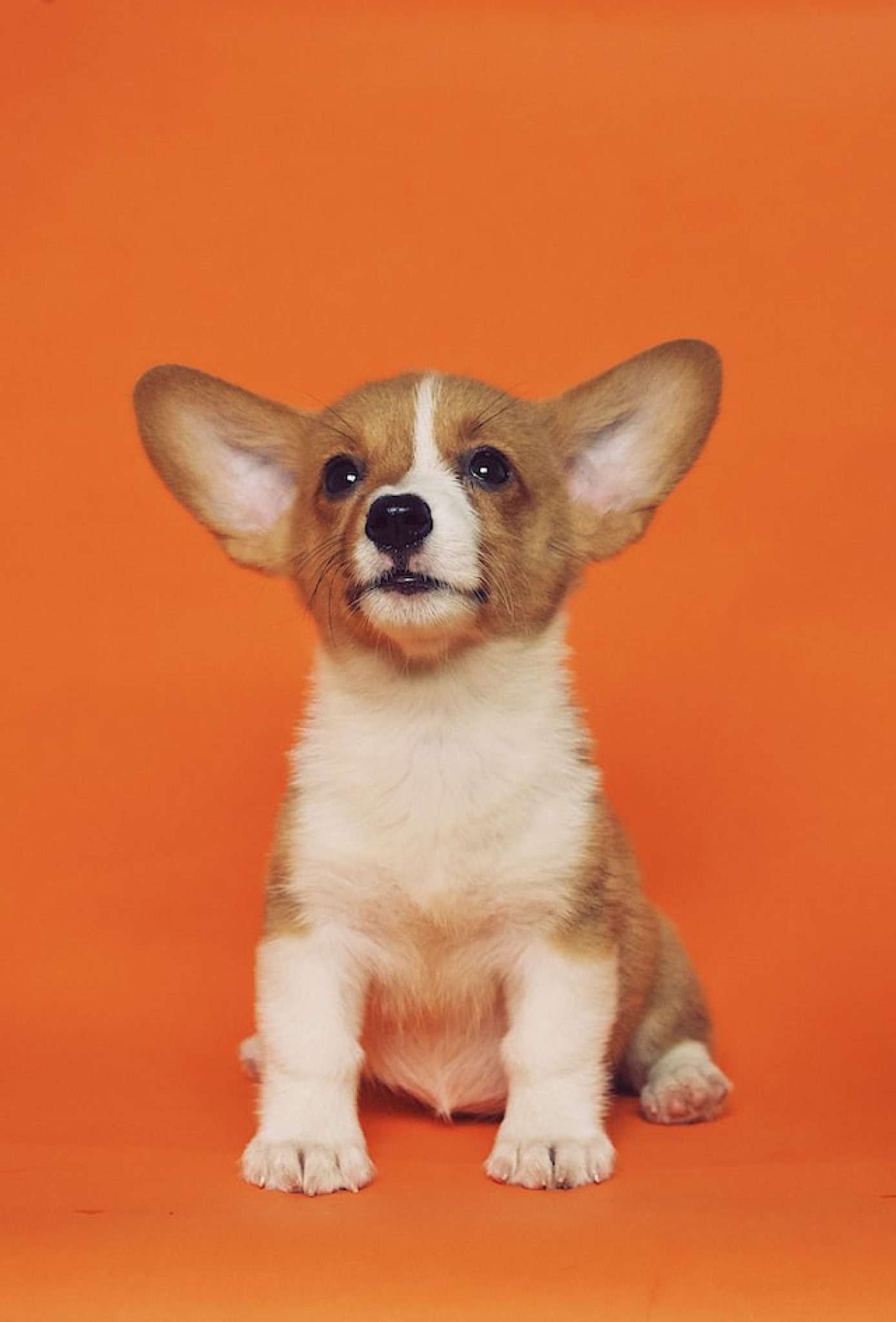 All About Veterinary Innovation Podcast Atbuz