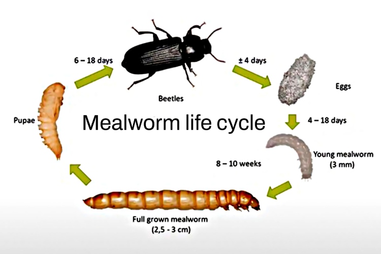 Mealworm life cycle