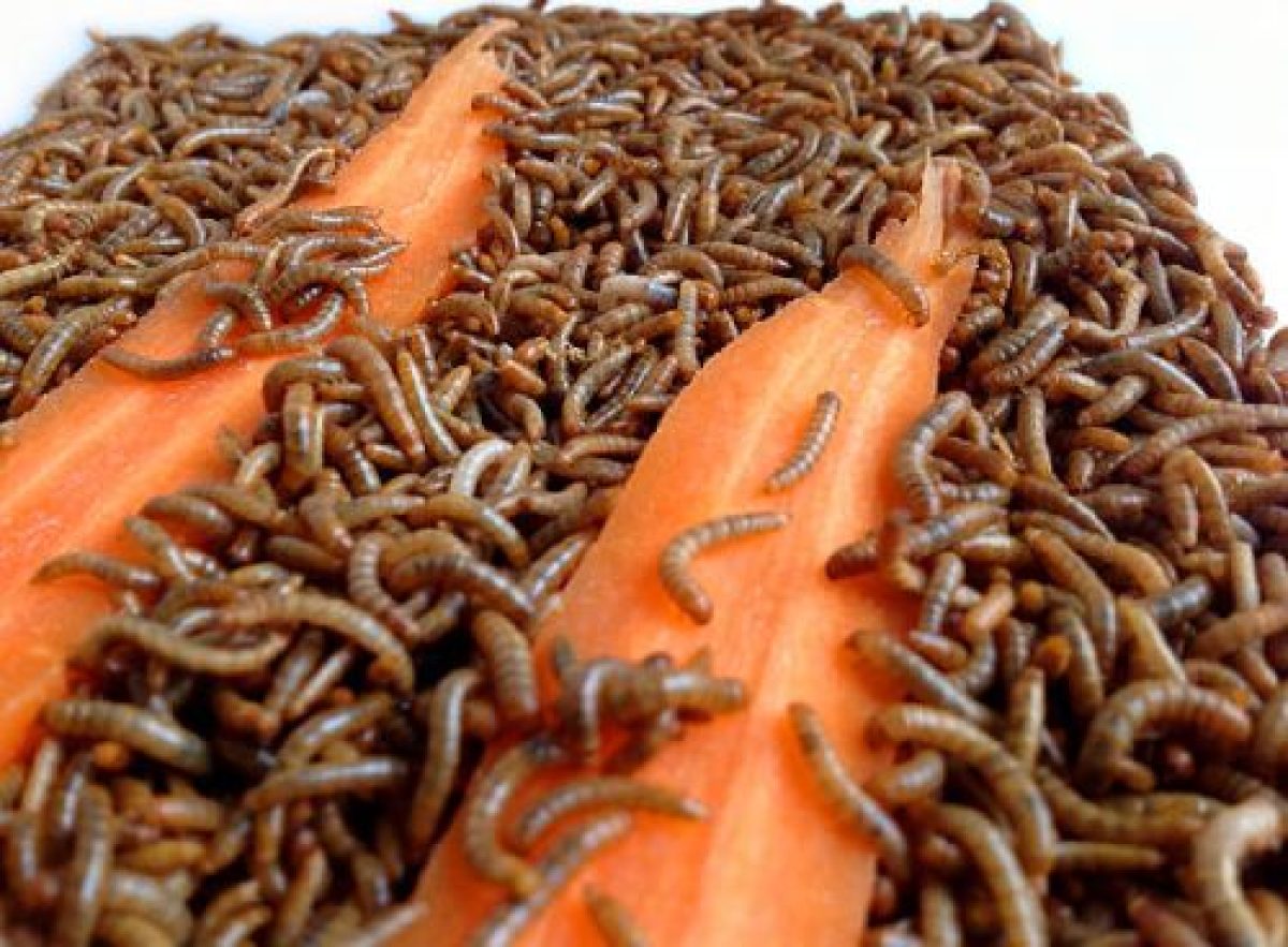 What Do Mealworms Eat? 1 Guide Atbuz