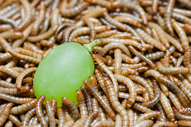 What do mealworms eat?