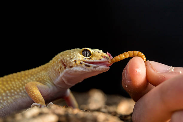How many mealworms to feed a leopard gecko