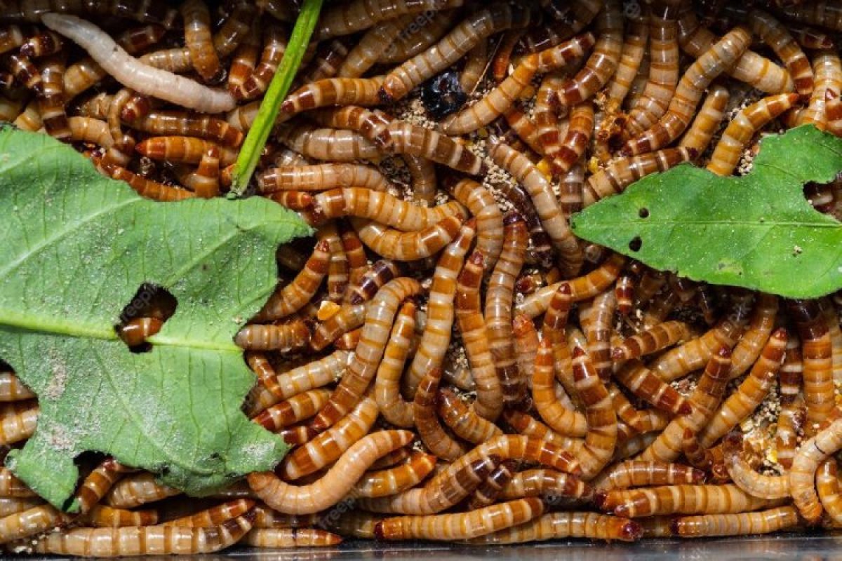 Mealworms For Chickens Atbuz