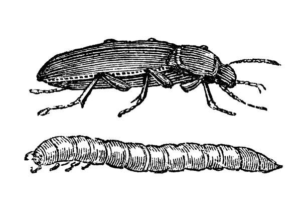 What do mealworms turn into?