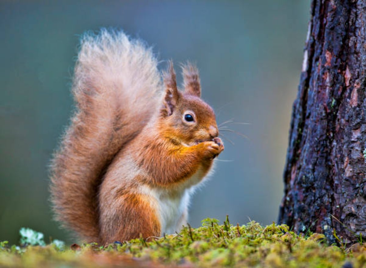 Do squirrels eat mealworms? - #1 Guide | Atbuz