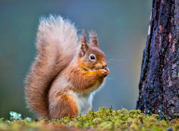 Do squirrels eat mealworms