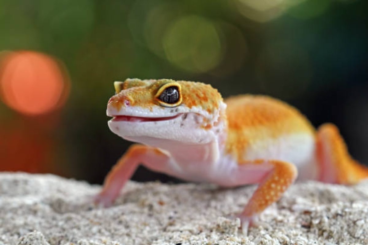 How Long Can Leopard Geckos Go Without Food