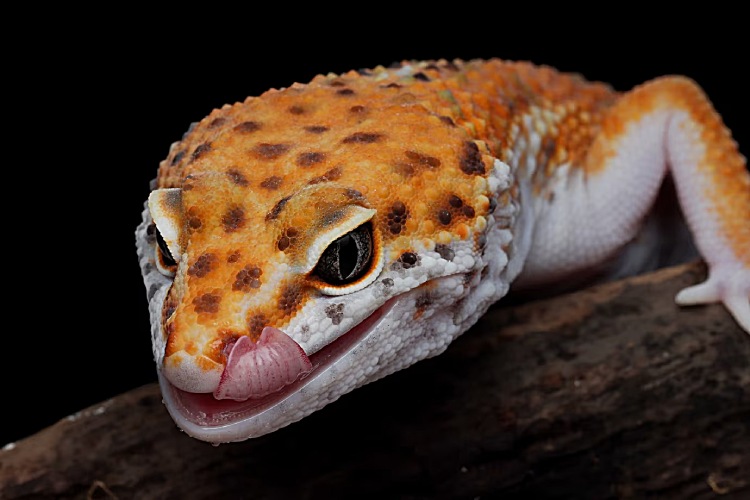 How often do leopard geckos eat