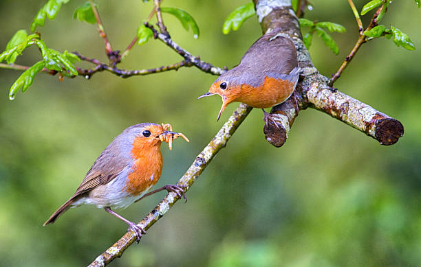 What birds eat mealworms