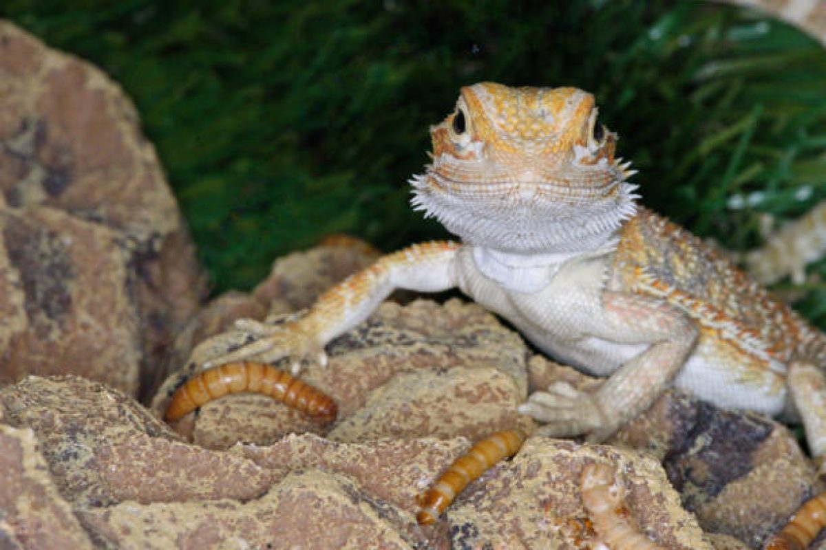 how-many-mealworms-to-feed-a-bearded-dragon-atbuz