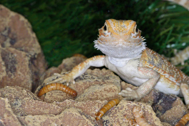 Can bearded dragons eat mealworms