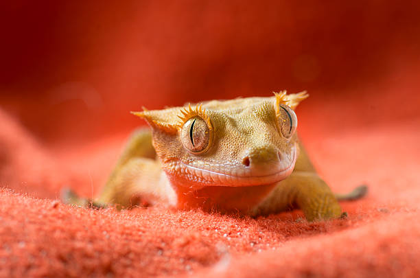 Can crested geckos eat mealworms