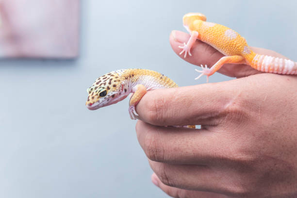 Can leopard geckos eat fruit