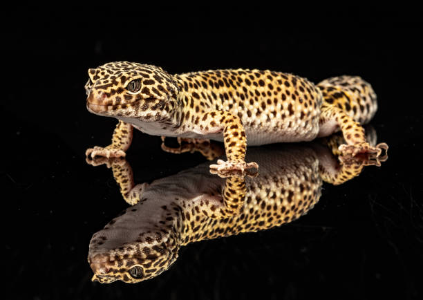 How long do leopard geckos live